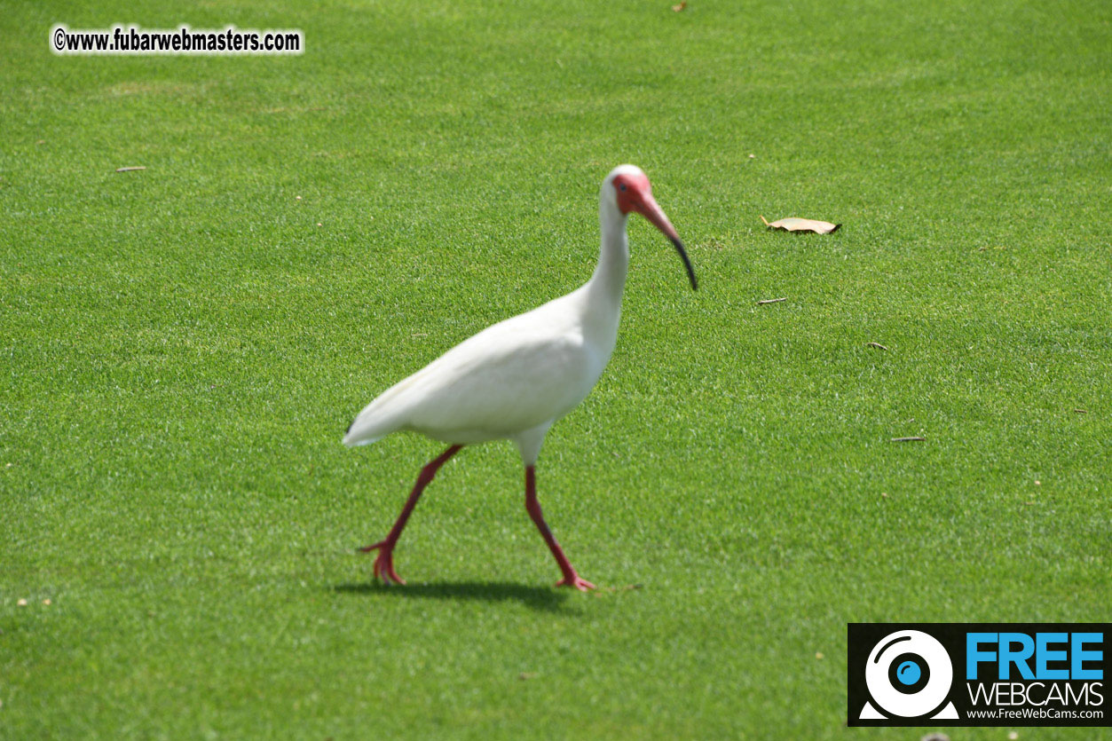 XBIZ Golf Tournament
