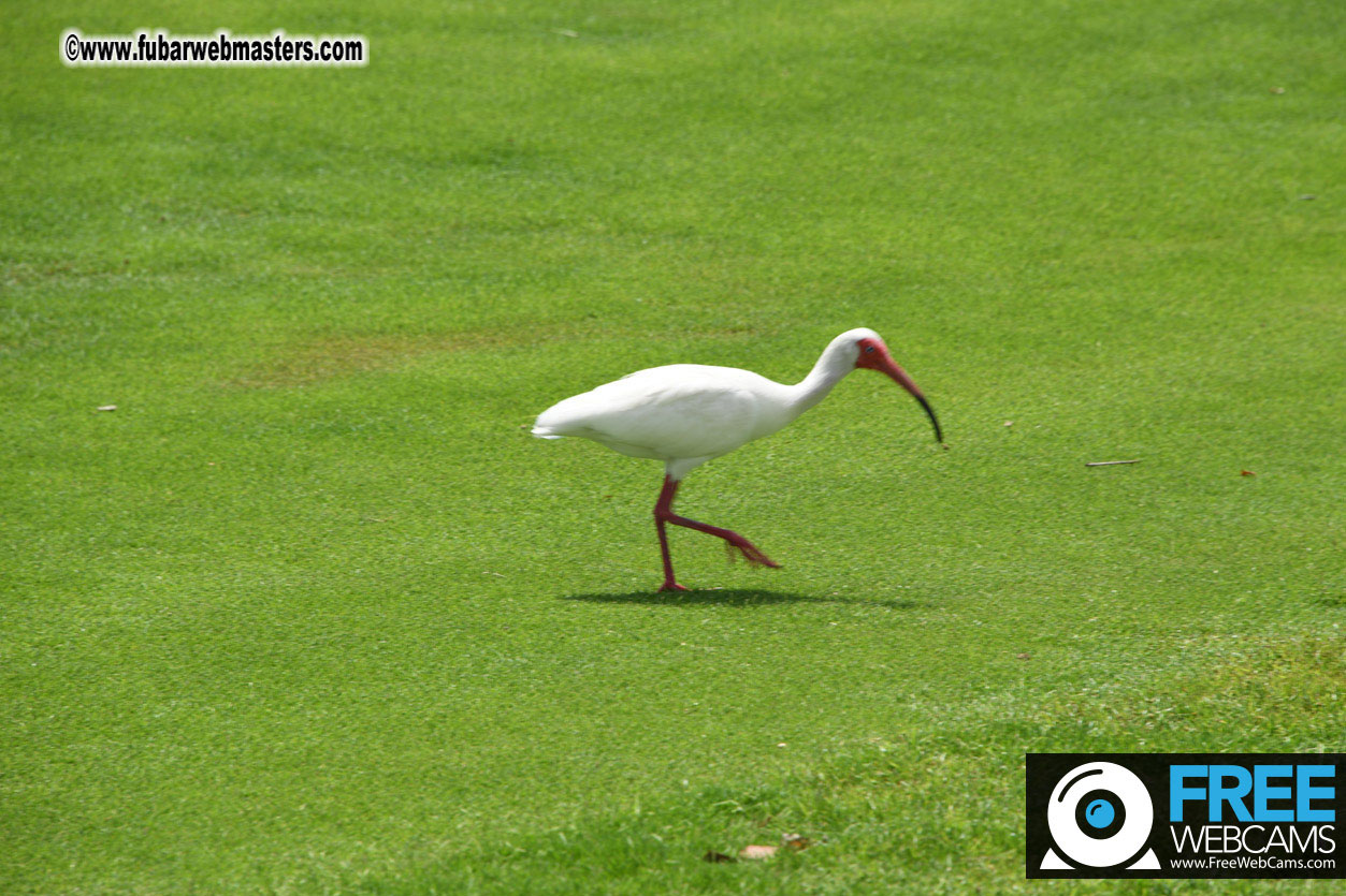 XBIZ Golf Tournament