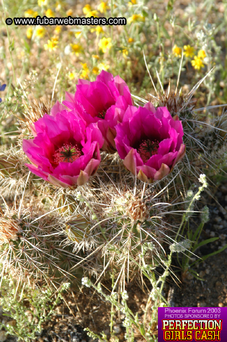 Desert Hummer Tour 2003