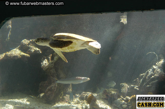 Encounter the Dolphins 2003