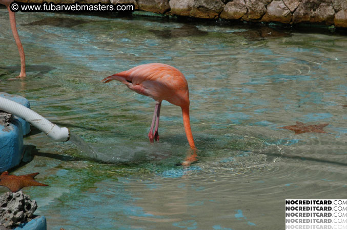 Encounter the Dolphins 2003