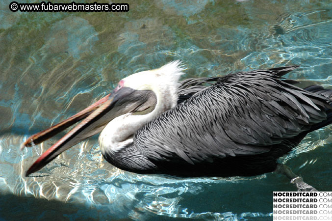 Encounter the Dolphins 2003