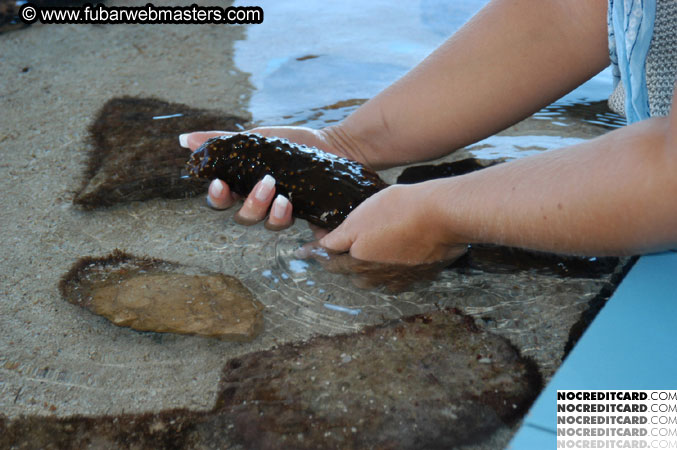 Encounter the Dolphins 2003