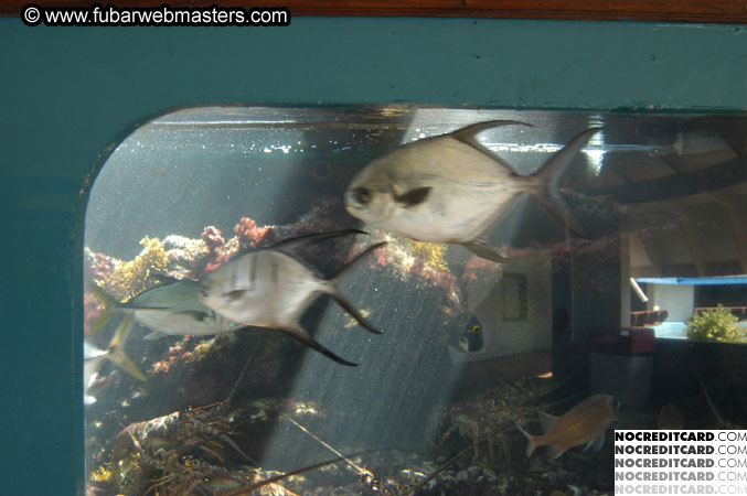 Encounter the Dolphins 2003