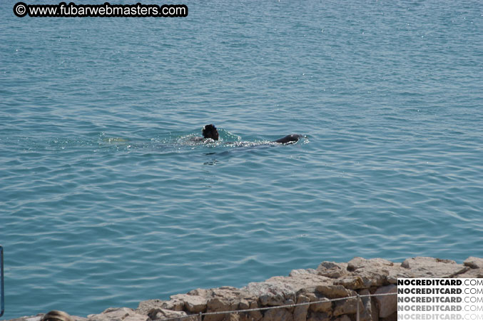 Encounter the Dolphins 2003