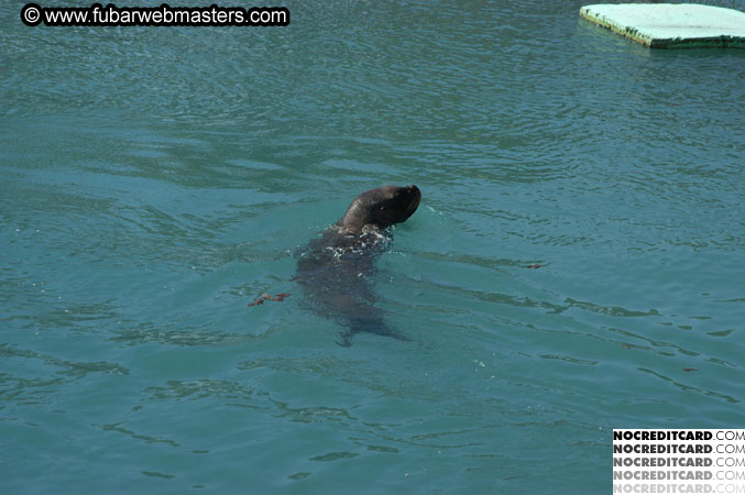 Encounter the Dolphins 2003