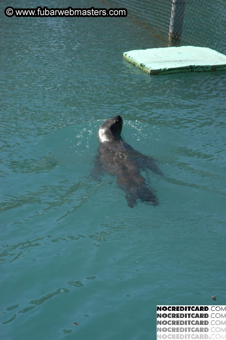Encounter the Dolphins 2003
