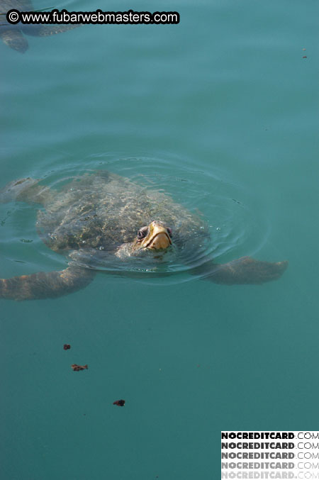 Encounter the Dolphins 2003