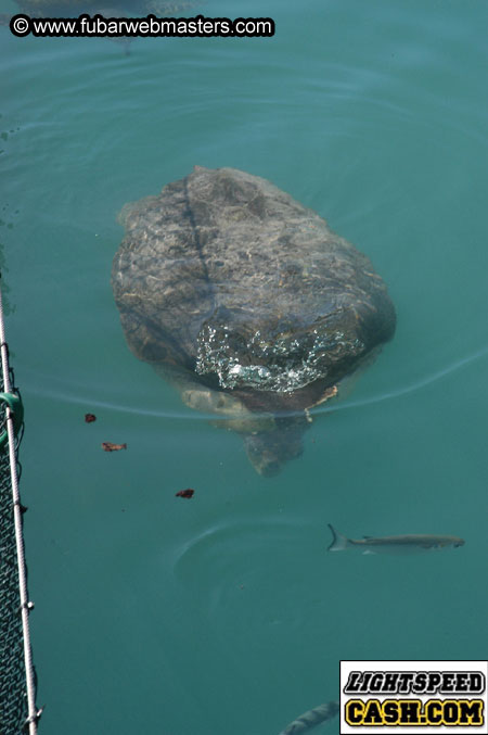 Encounter the Dolphins 2003