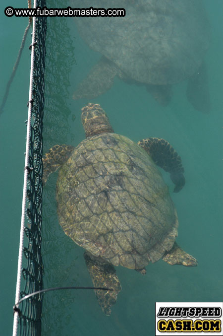 Encounter the Dolphins 2003