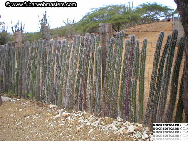 Bonaire Snorkeling 2003
