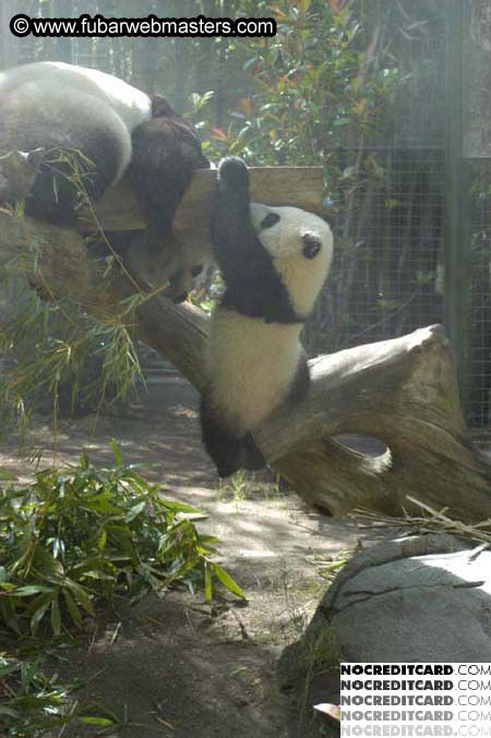 The Heavy Petting Zoo Tour 2004