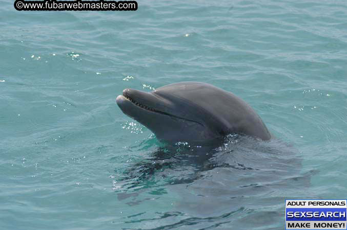 Local Billing Dolphin Encounter and Swim 2005