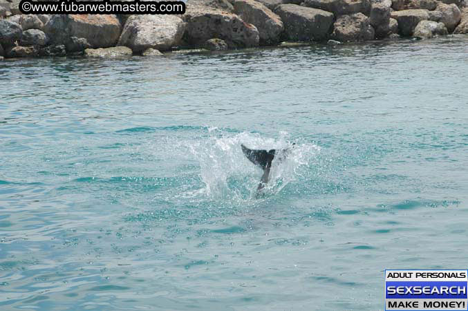 Local Billing Dolphin Encounter and Swim 2005