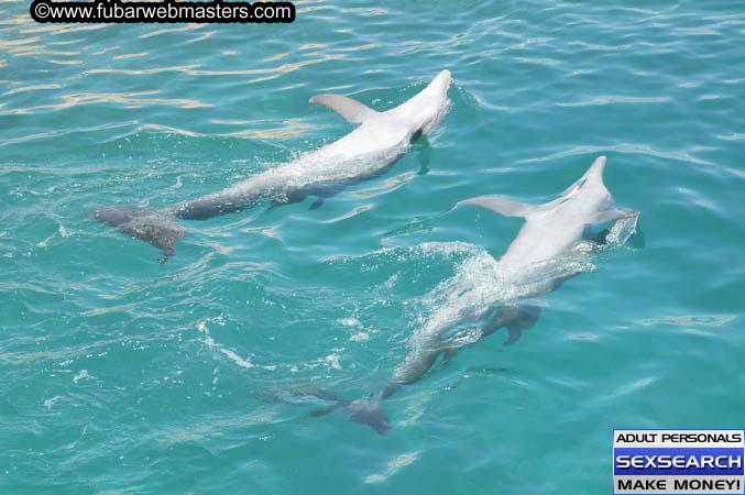 Local Billing Dolphin Encounter and Swim 2005