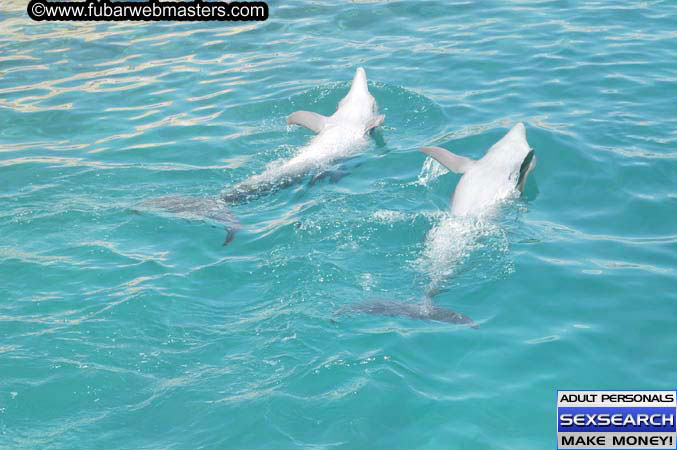 Local Billing Dolphin Encounter and Swim 2005