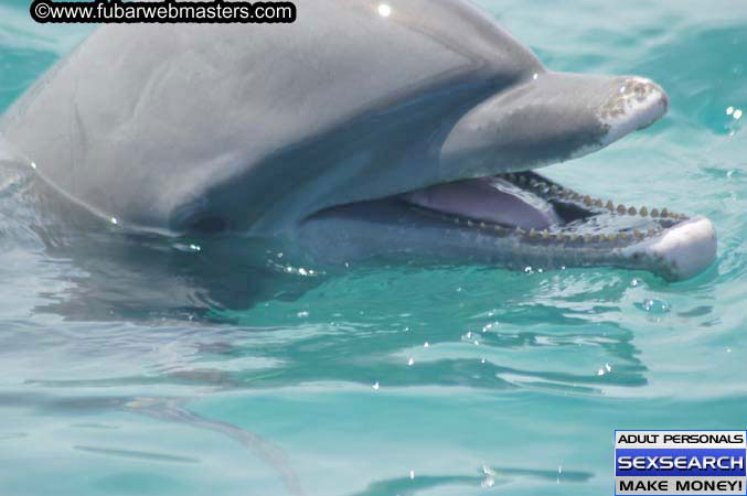 Local Billing Dolphin Encounter and Swim 2005