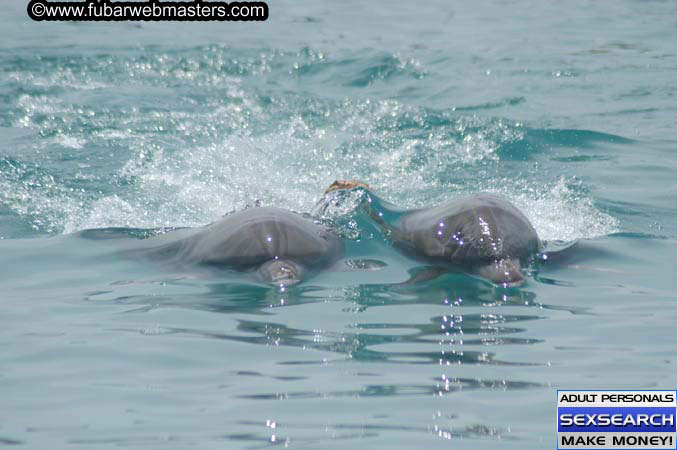 Local Billing Dolphin Encounter and Swim 2005