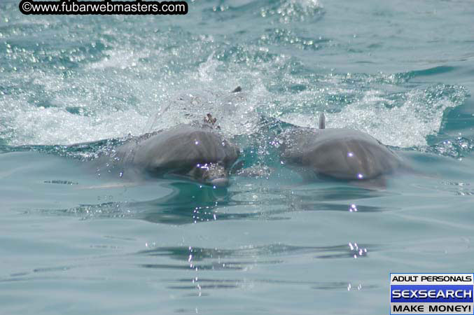 Local Billing Dolphin Encounter and Swim 2005