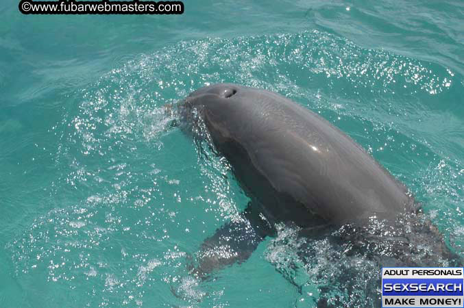 Local Billing Dolphin Encounter and Swim 2005