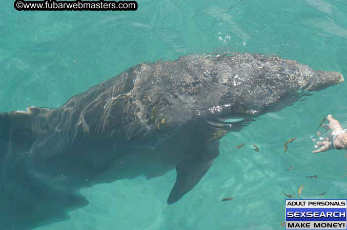 Local Billing Dolphin Encounter and Swim 2005