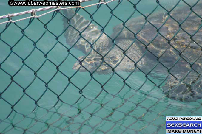  Animal Encounter and Shark Feeding Dive 2005