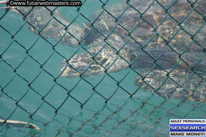  Animal Encounter and Shark Feeding Dive 2005