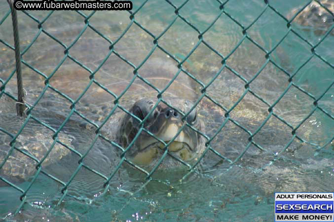  Animal Encounter and Shark Feeding Dive 2005