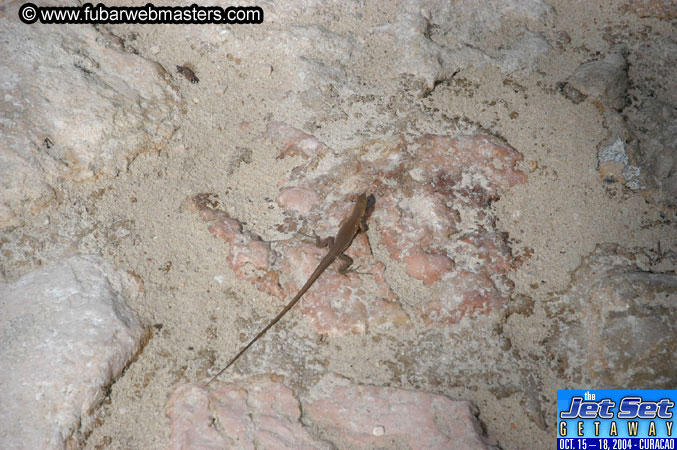 Friday Morning & Arrivals 2004