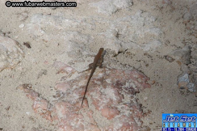 Friday Morning & Arrivals 2004