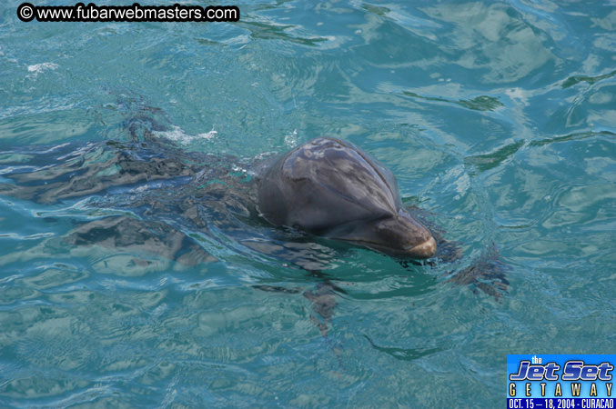 Saturday'sDolphin Swim Adventure and Animal Encounter 2004