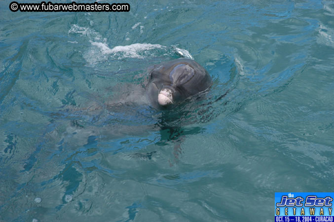 Saturday'sDolphin Swim Adventure and Animal Encounter 2004