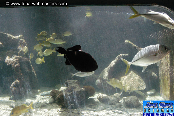 Saturday'sDolphin Swim Adventure and Animal Encounter 2004