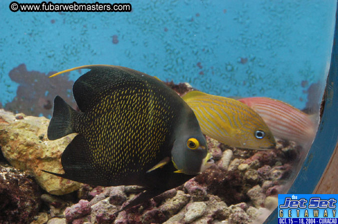 Saturday'sDolphin Swim Adventure and Animal Encounter 2004