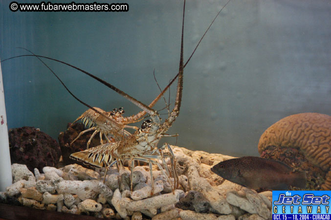 Saturday'sDolphin Swim Adventure and Animal Encounter 2004