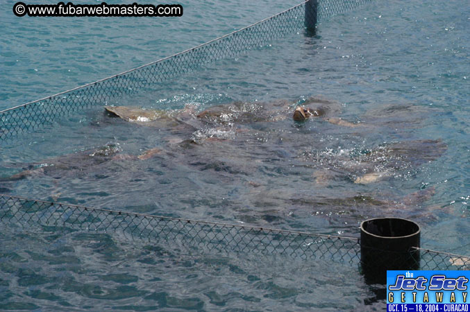 Saturday'sDolphin Swim Adventure and Animal Encounter 2004