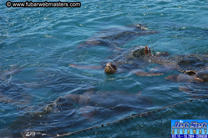Saturday'sDolphin Swim Adventure and Animal Encounter 2004
