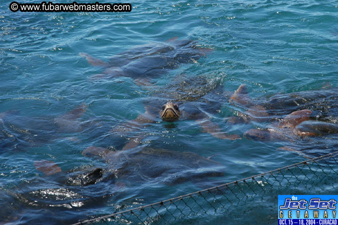 Saturday'sDolphin Swim Adventure and Animal Encounter 2004