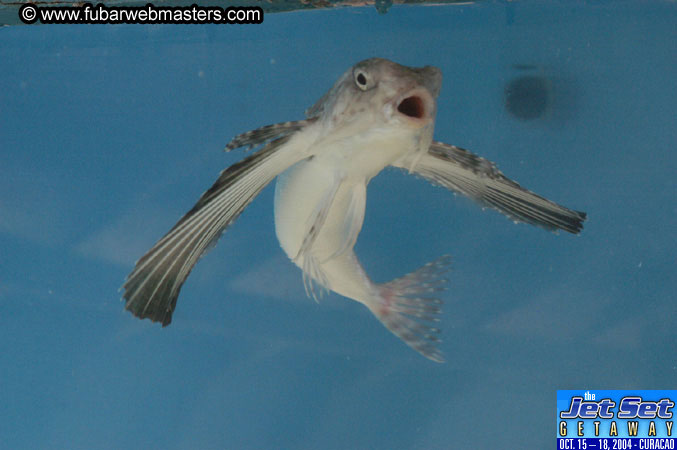 Saturday'sDolphin Swim Adventure and Animal Encounter 2004