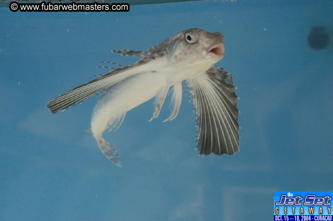 Saturday'sDolphin Swim Adventure and Animal Encounter 2004