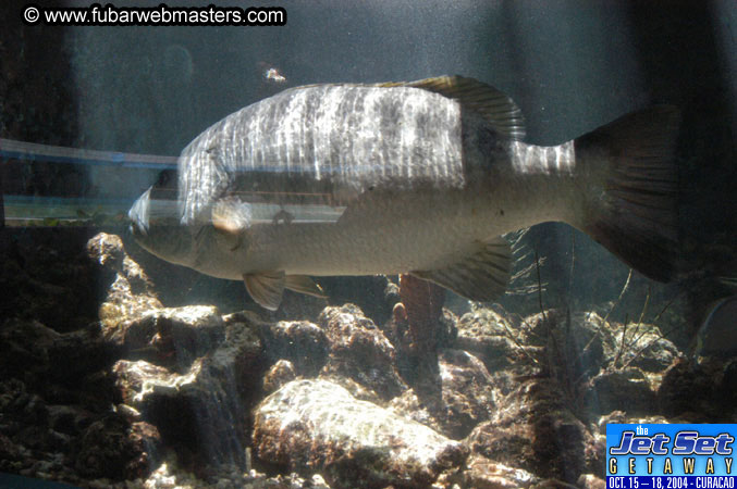 Saturday'sDolphin Swim Adventure and Animal Encounter 2004