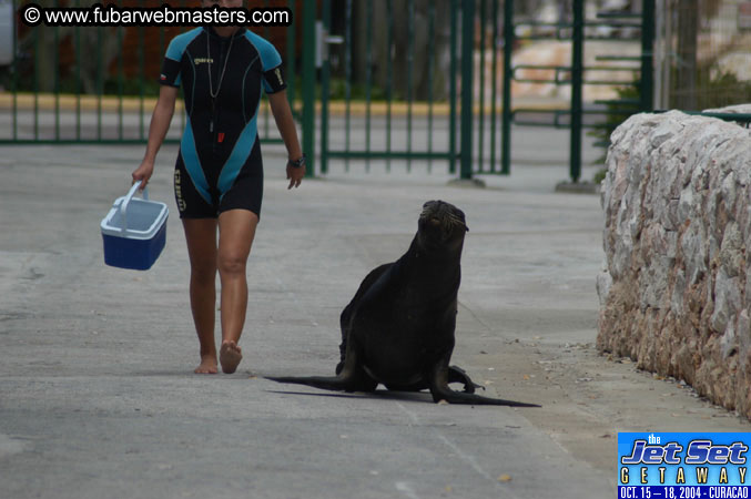 Saturday'sDolphin Swim Adventure and Animal Encounter 2004