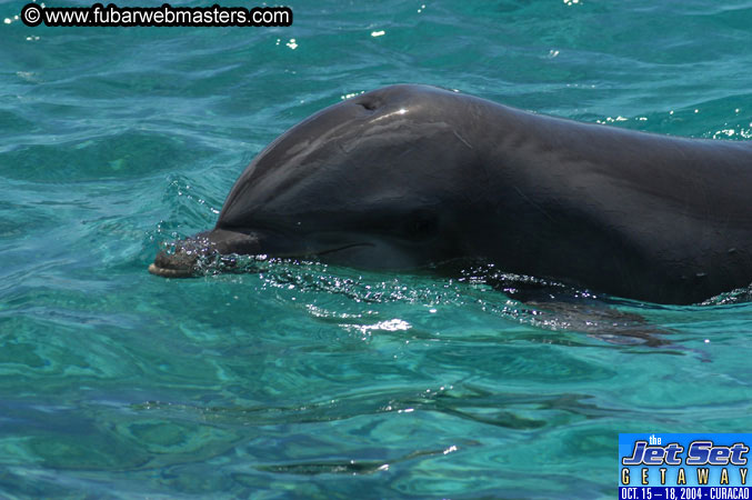 Saturday'sDolphin Swim Adventure and Animal Encounter 2004