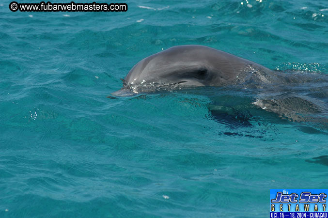 Saturday'sDolphin Swim Adventure and Animal Encounter 2004