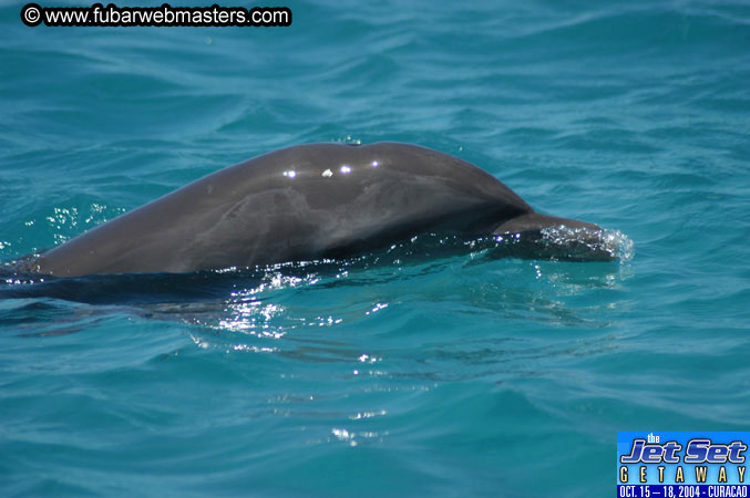 Saturday'sDolphin Swim Adventure and Animal Encounter 2004