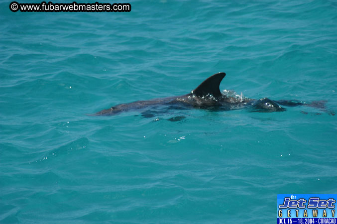 Saturday'sDolphin Swim Adventure and Animal Encounter 2004