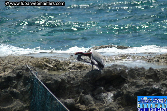 Sunday's Dolphin Swim Adventure and Animal Encounter 2004