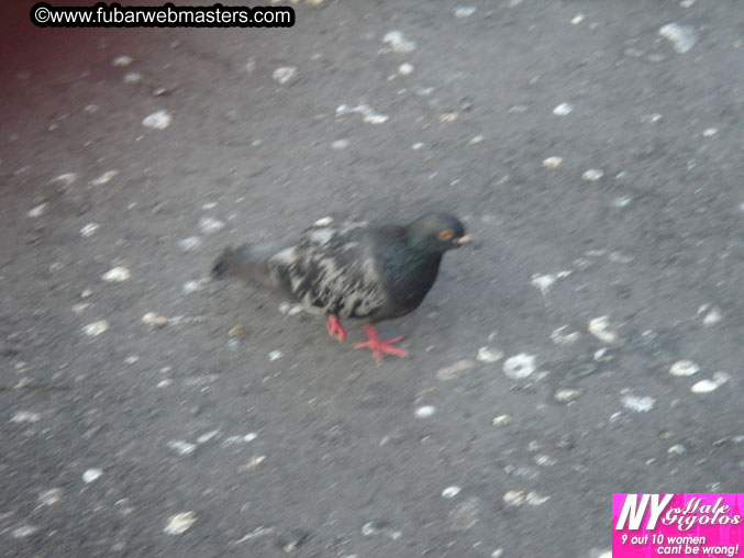 Copulation Conference 2005