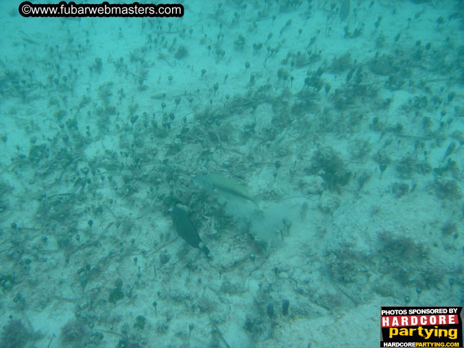 The Jungle Tour 2005