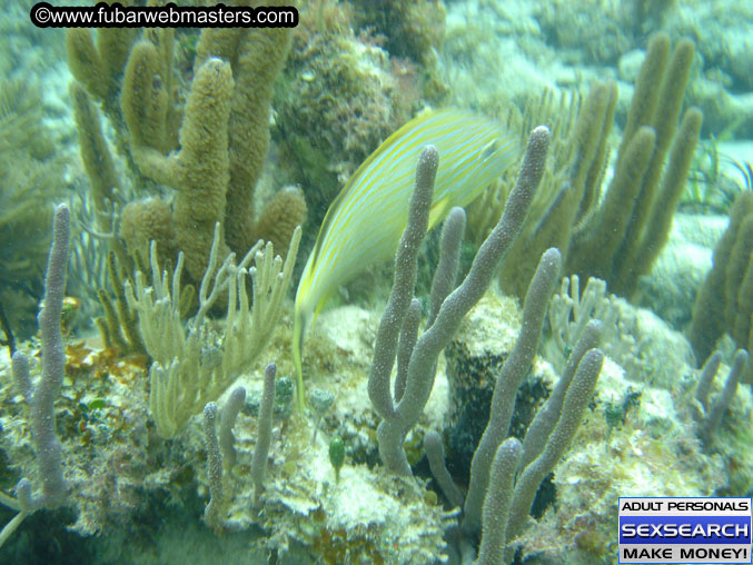 The Jungle Tour 2005